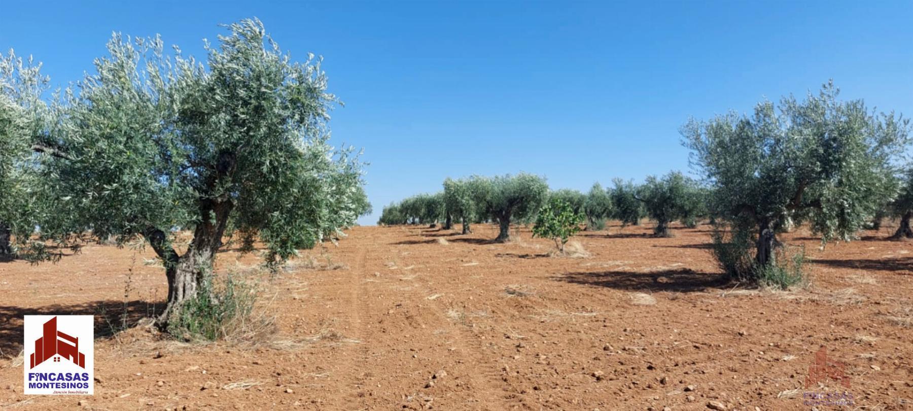 Venta de finca rústica en Mérida
