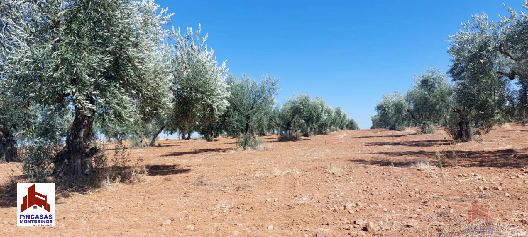 Venta de finca rústica en Mérida