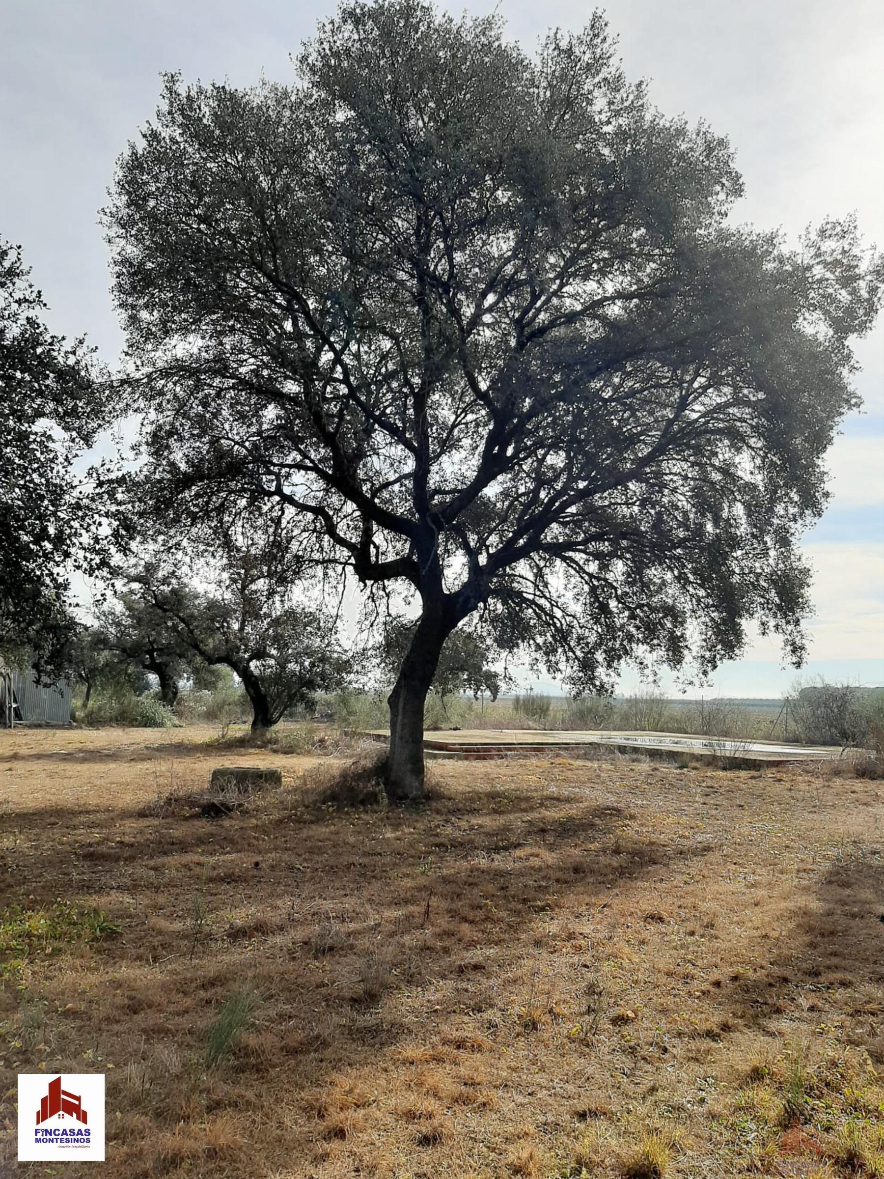 For sale of land in Santa Amalia