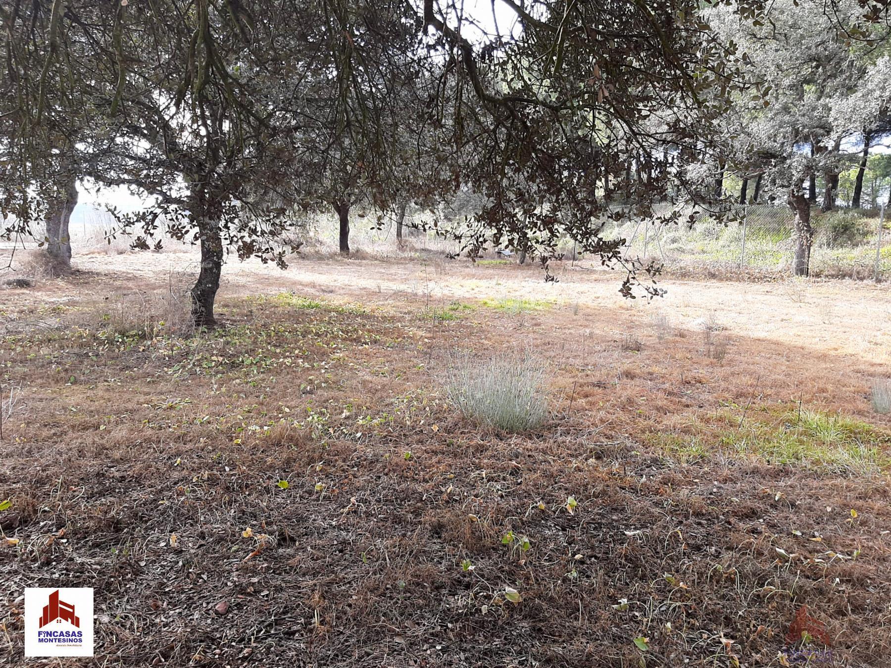 For sale of land in Santa Amalia