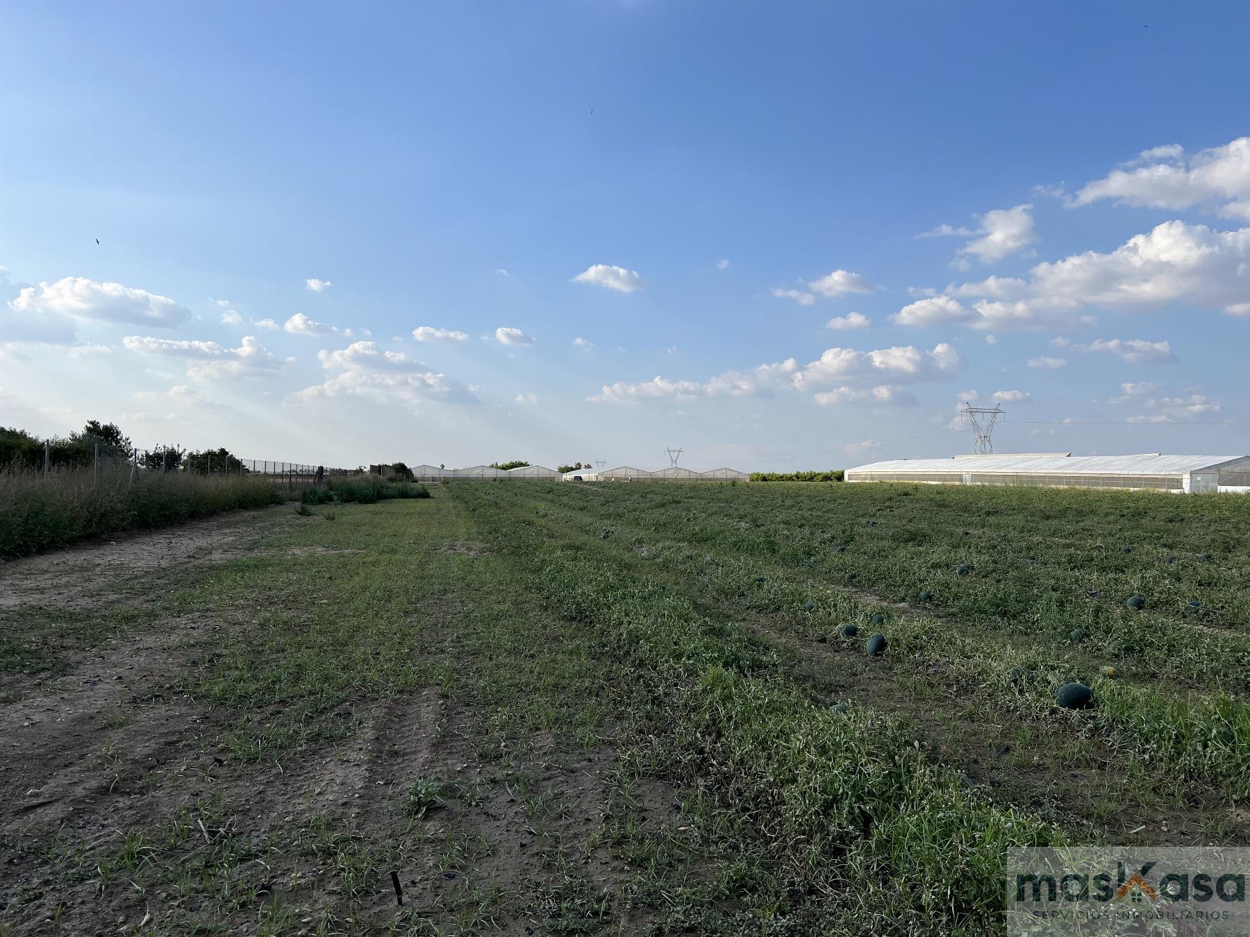 Venta de finca rústica en Los Palacios y Villafranca