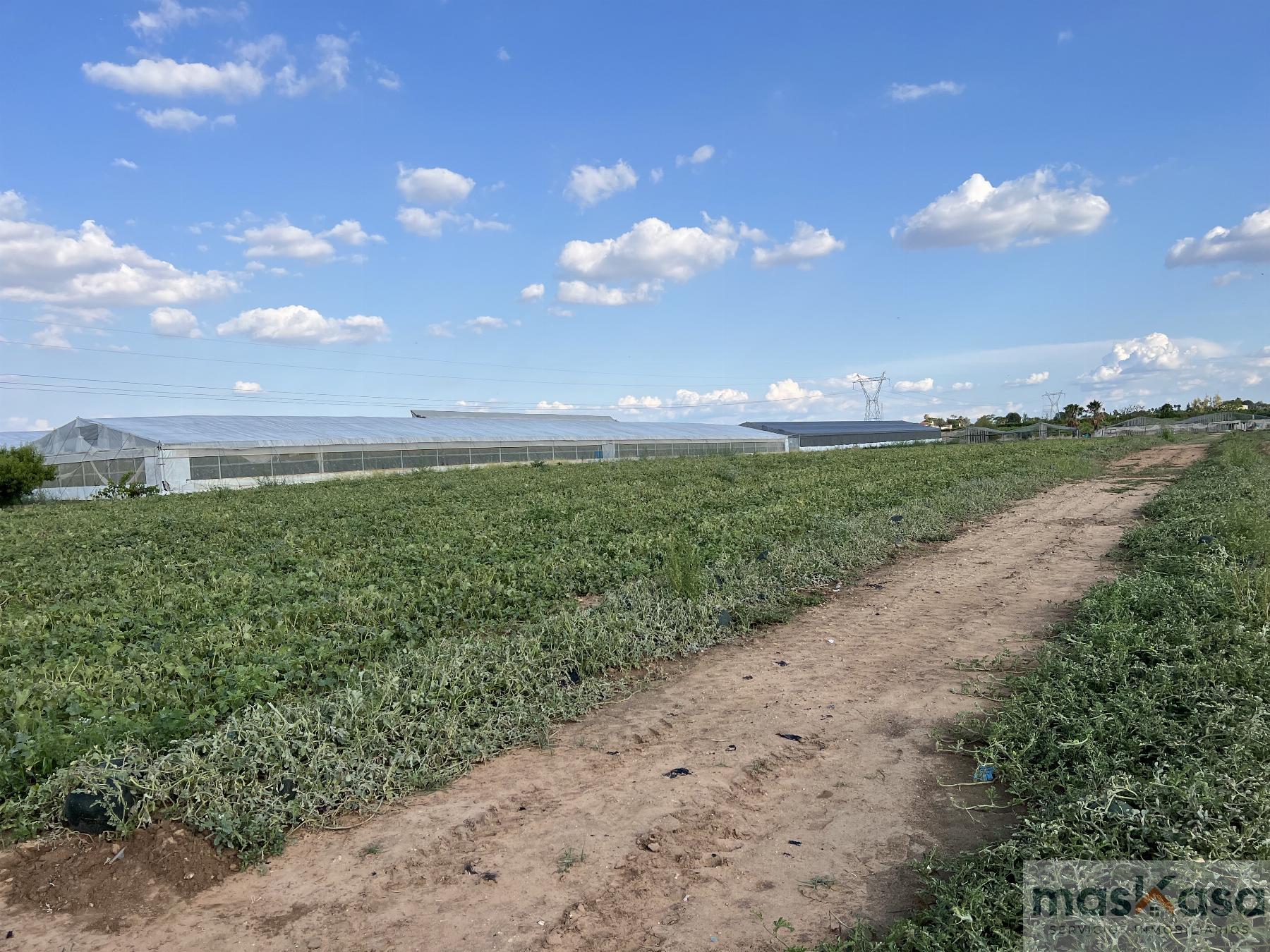 Venta de finca rústica en Los Palacios y Villafranca