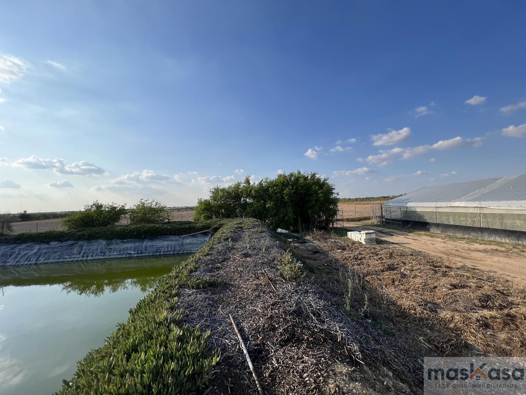 Venta de finca rústica en Los Palacios y Villafranca