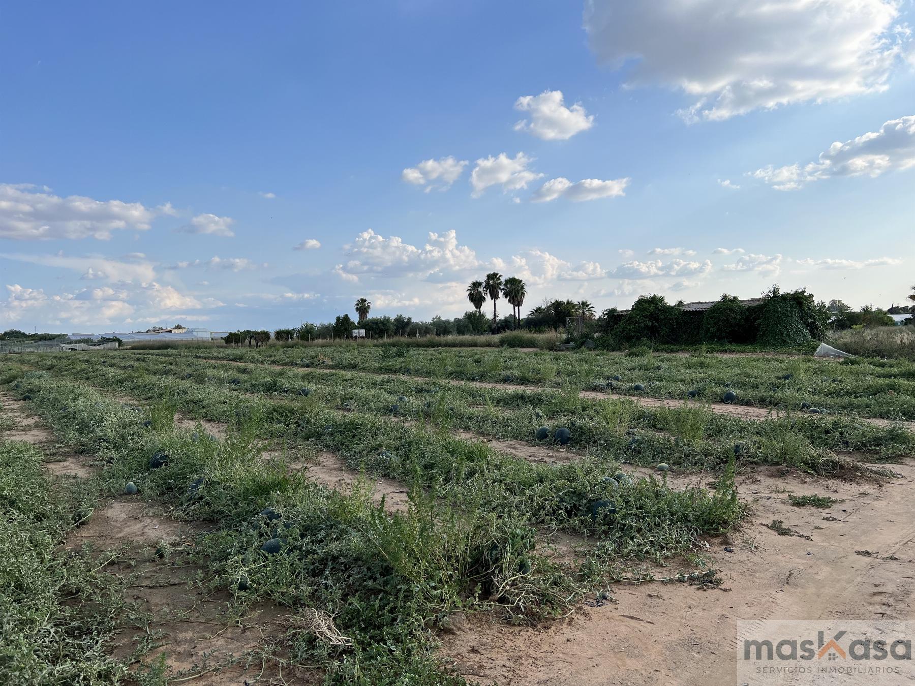 Venta de finca rústica en Los Palacios y Villafranca