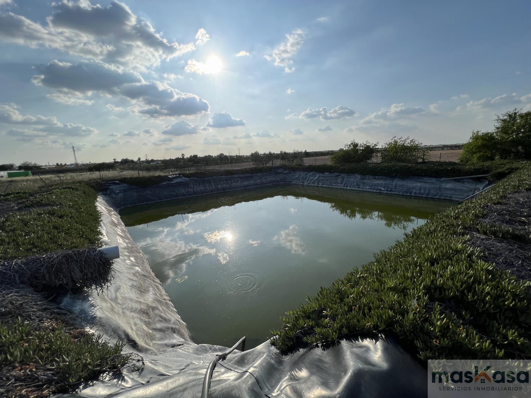 Venta de finca rústica en Los Palacios y Villafranca