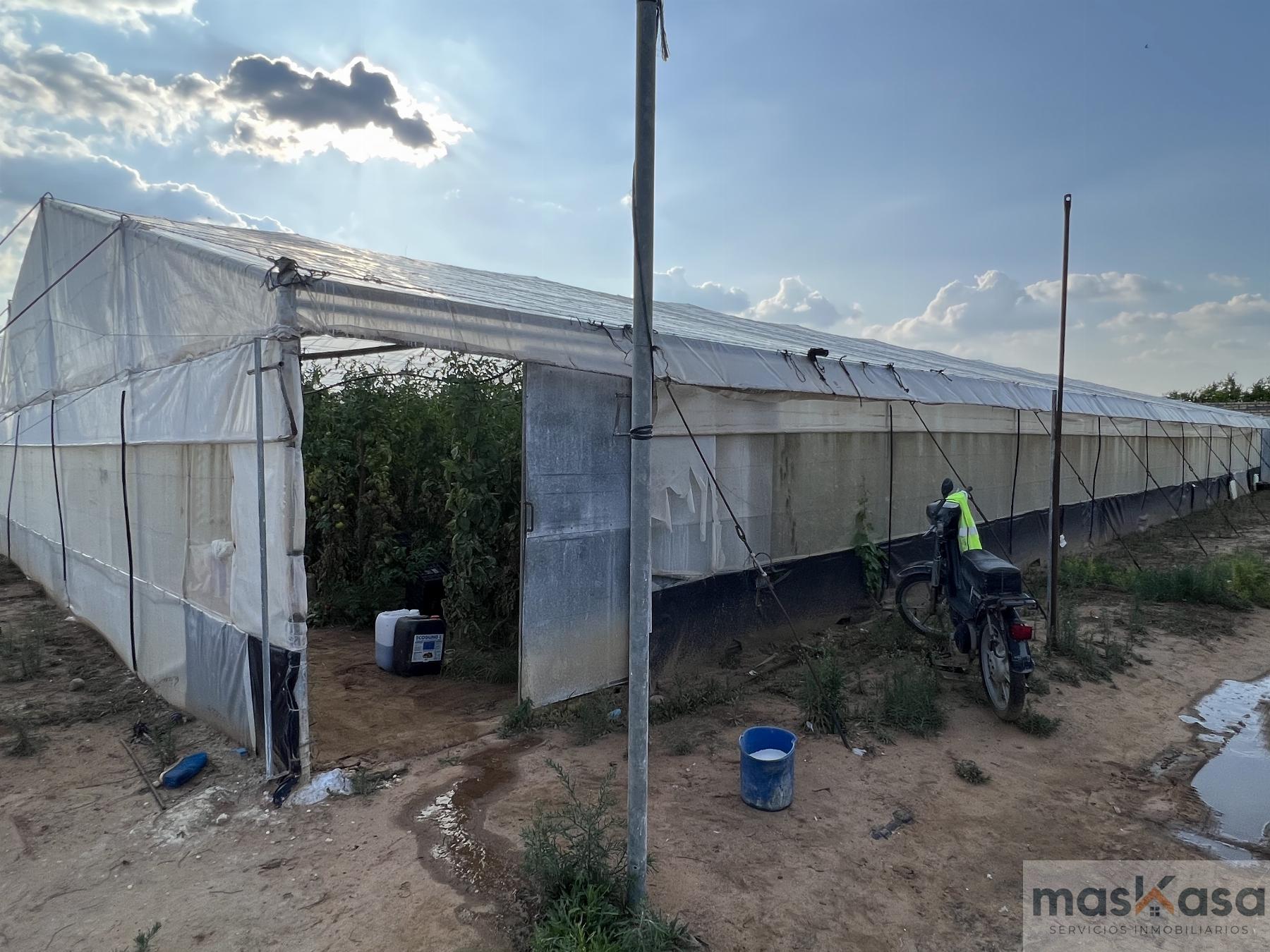 Venta de finca rústica en Los Palacios y Villafranca