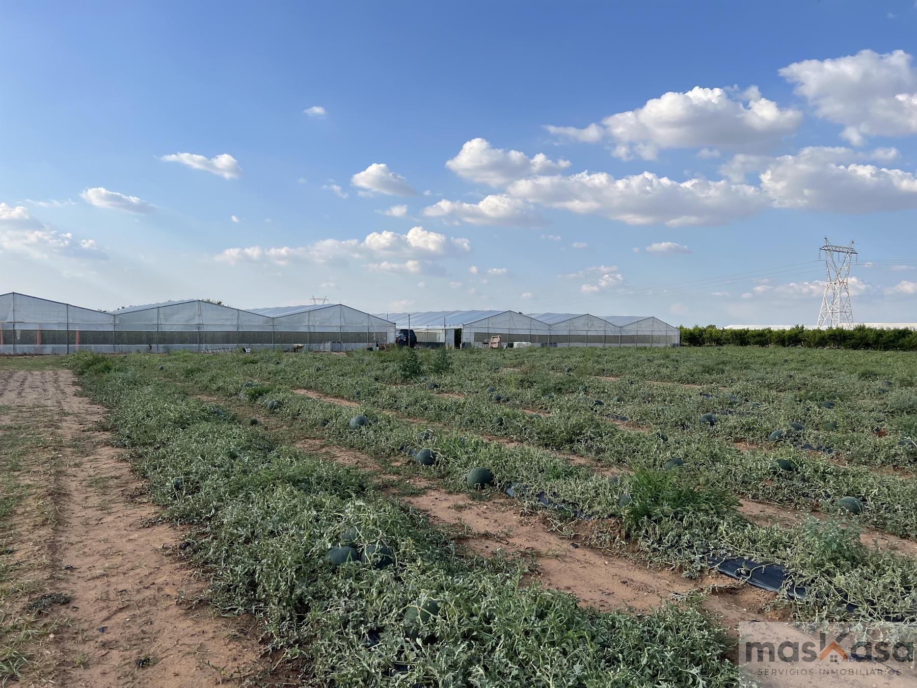 Venta de finca rústica en Los Palacios y Villafranca