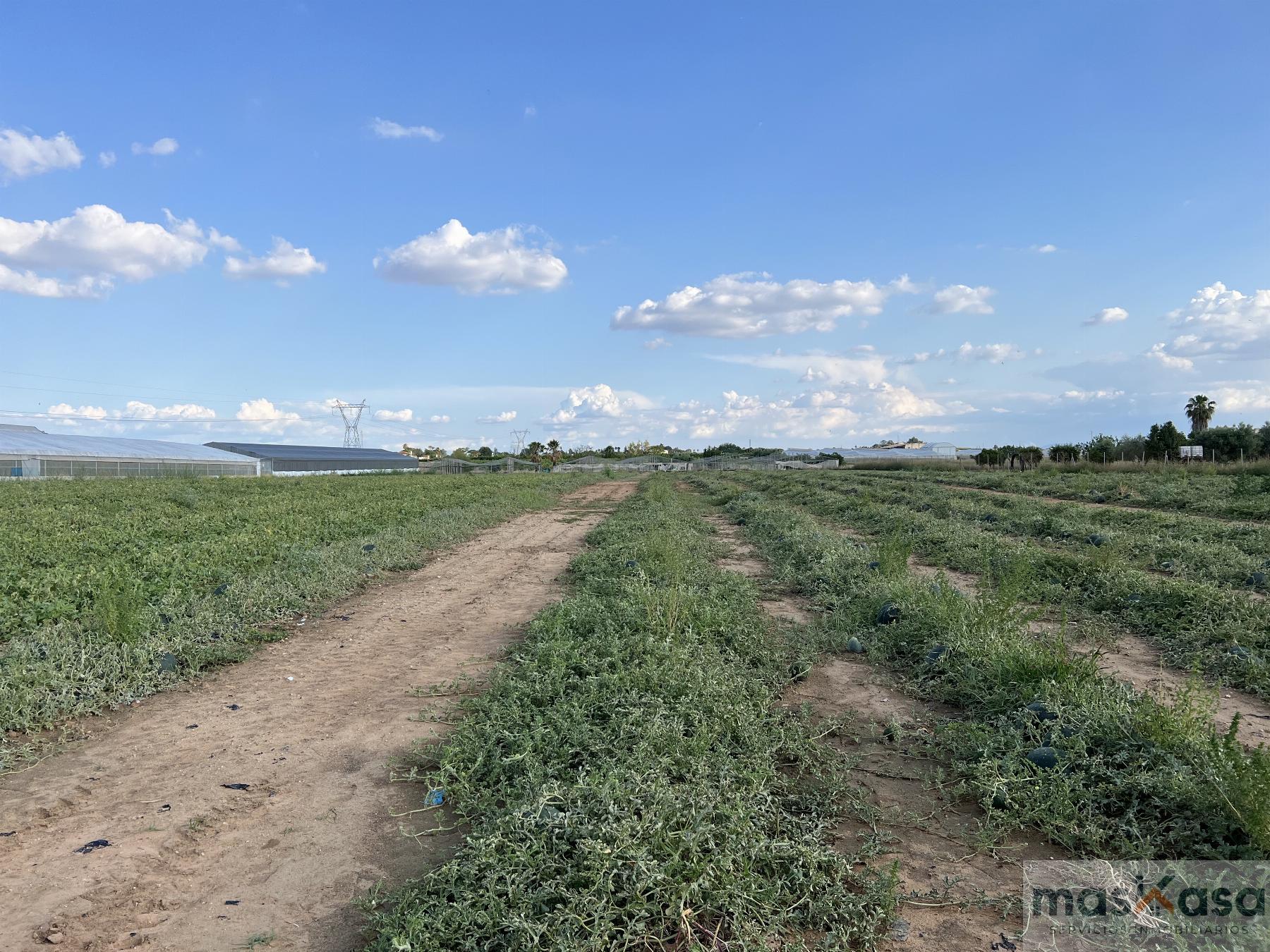 Venta de finca rústica en Los Palacios y Villafranca