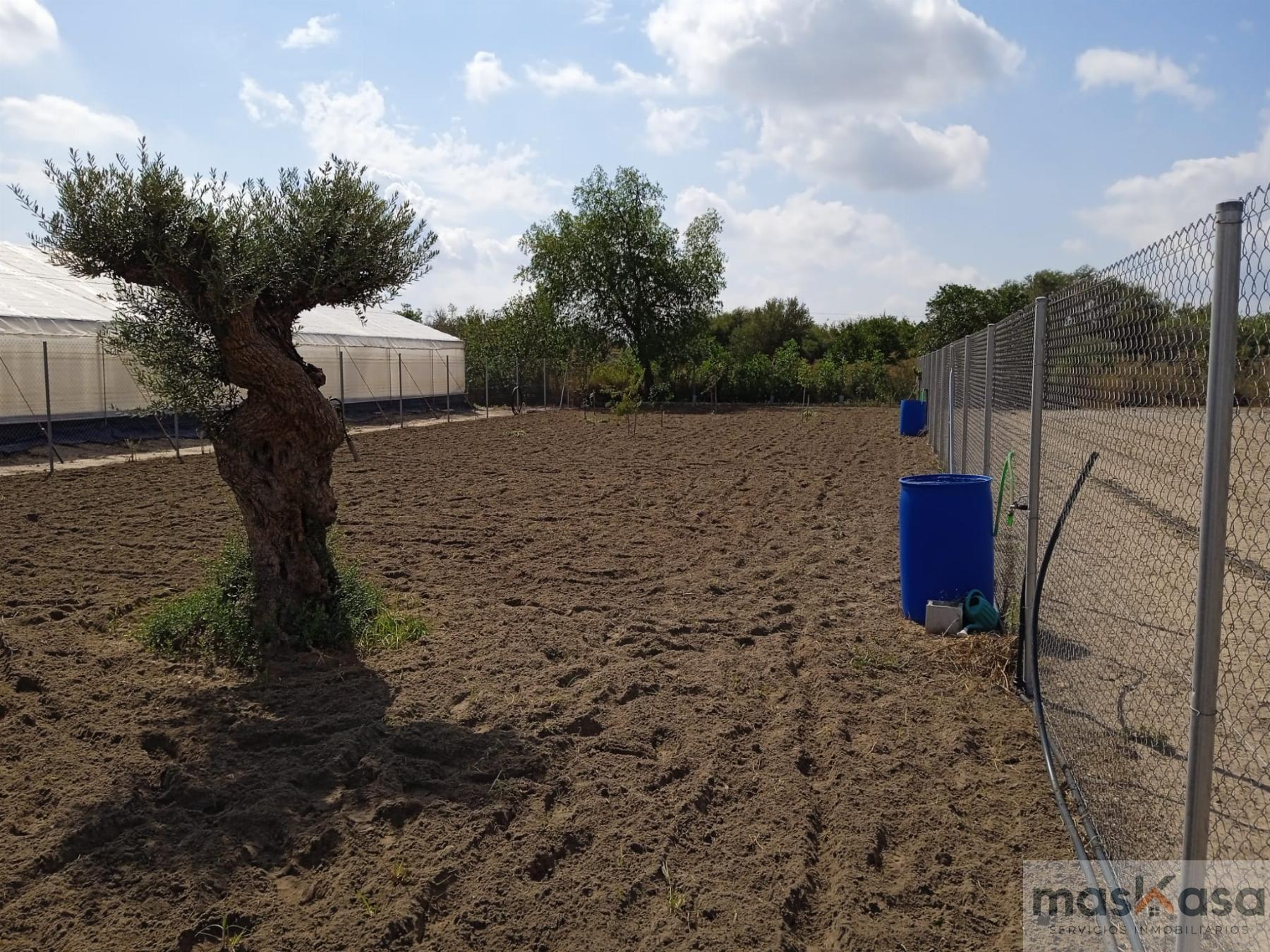 Venta de finca rústica en Los Palacios y Villafranca