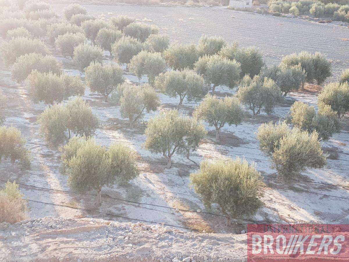 Vente de terrain dans Cuevas del Almanzora