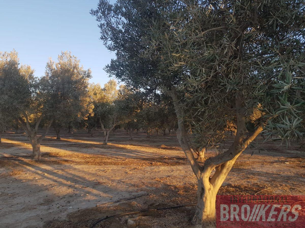 Vente de terrain dans Cuevas del Almanzora