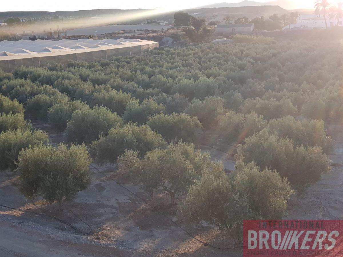 Vente de terrain dans Cuevas del Almanzora