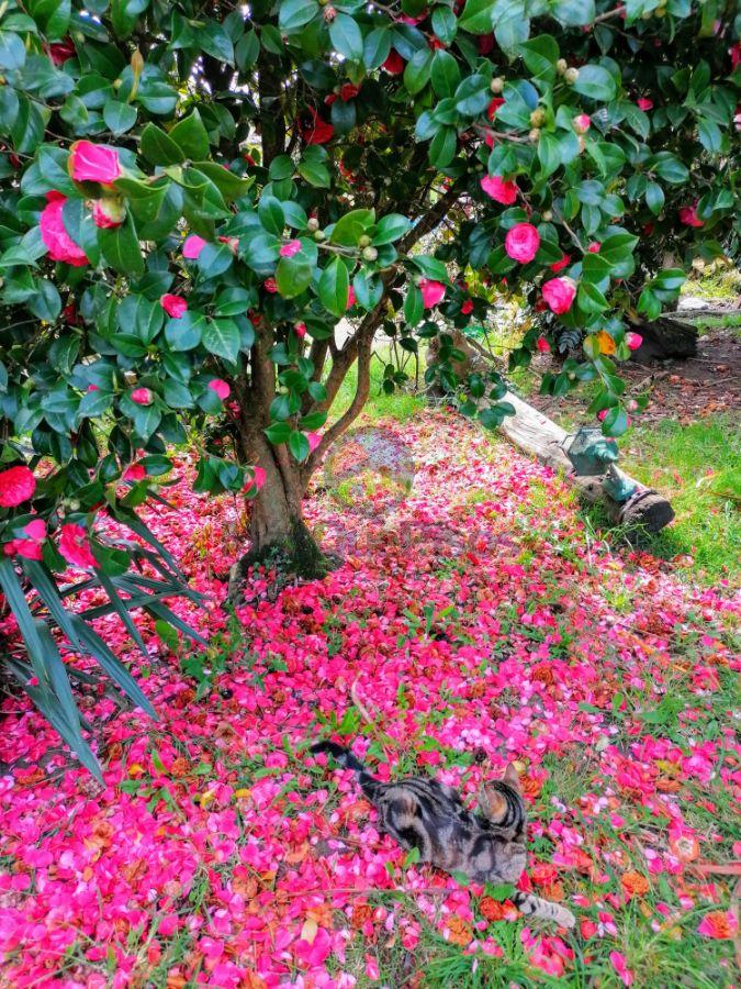 Jardín Jardín