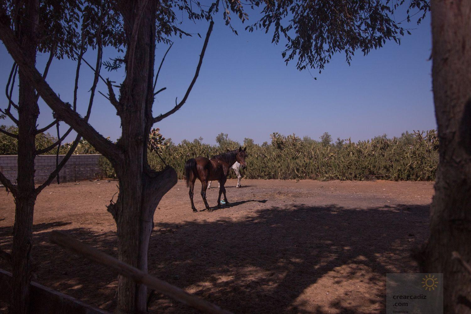 Venta de finca rústica en Morón de la Frontera