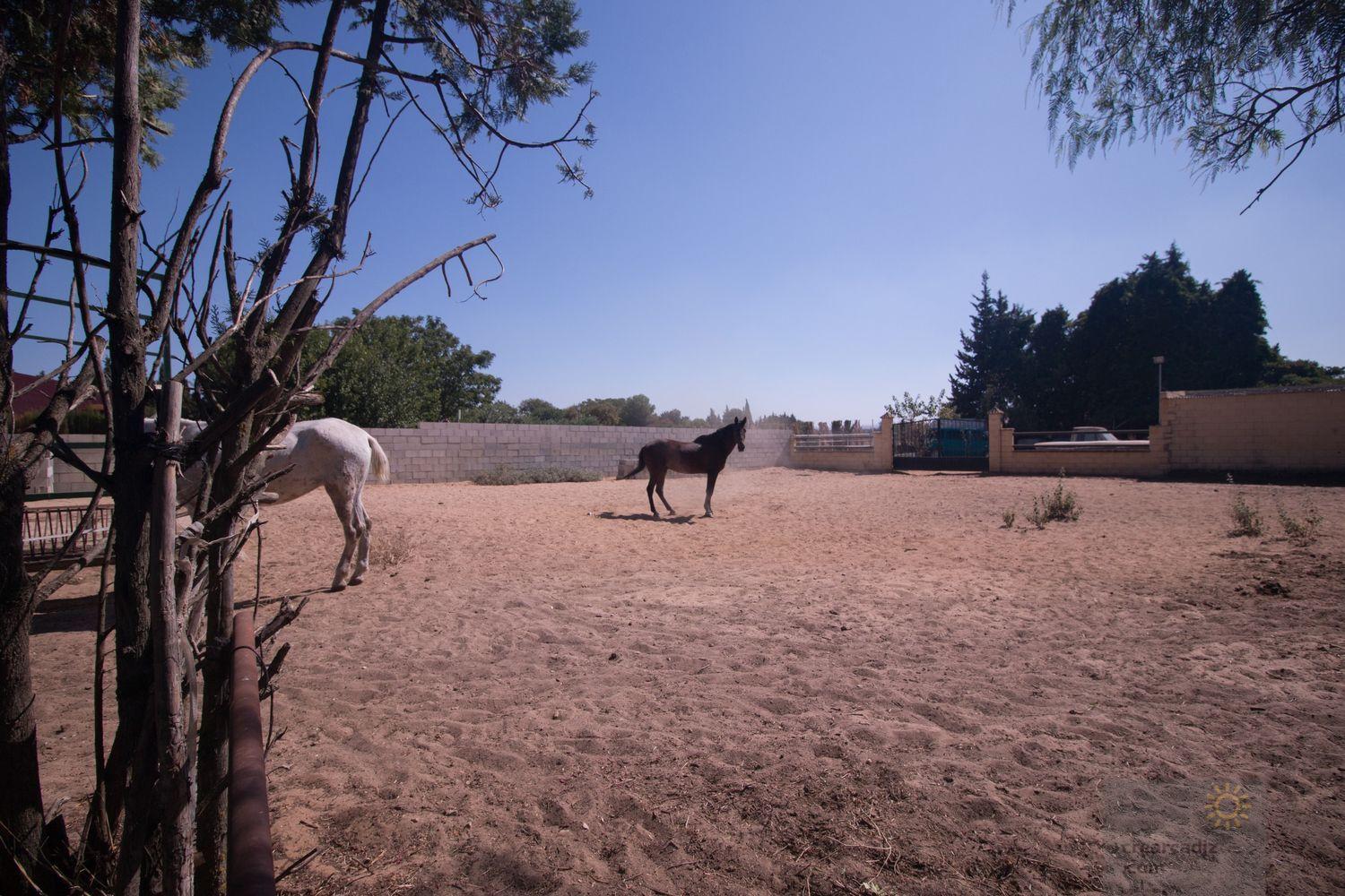 Venta de finca rústica en Morón de la Frontera