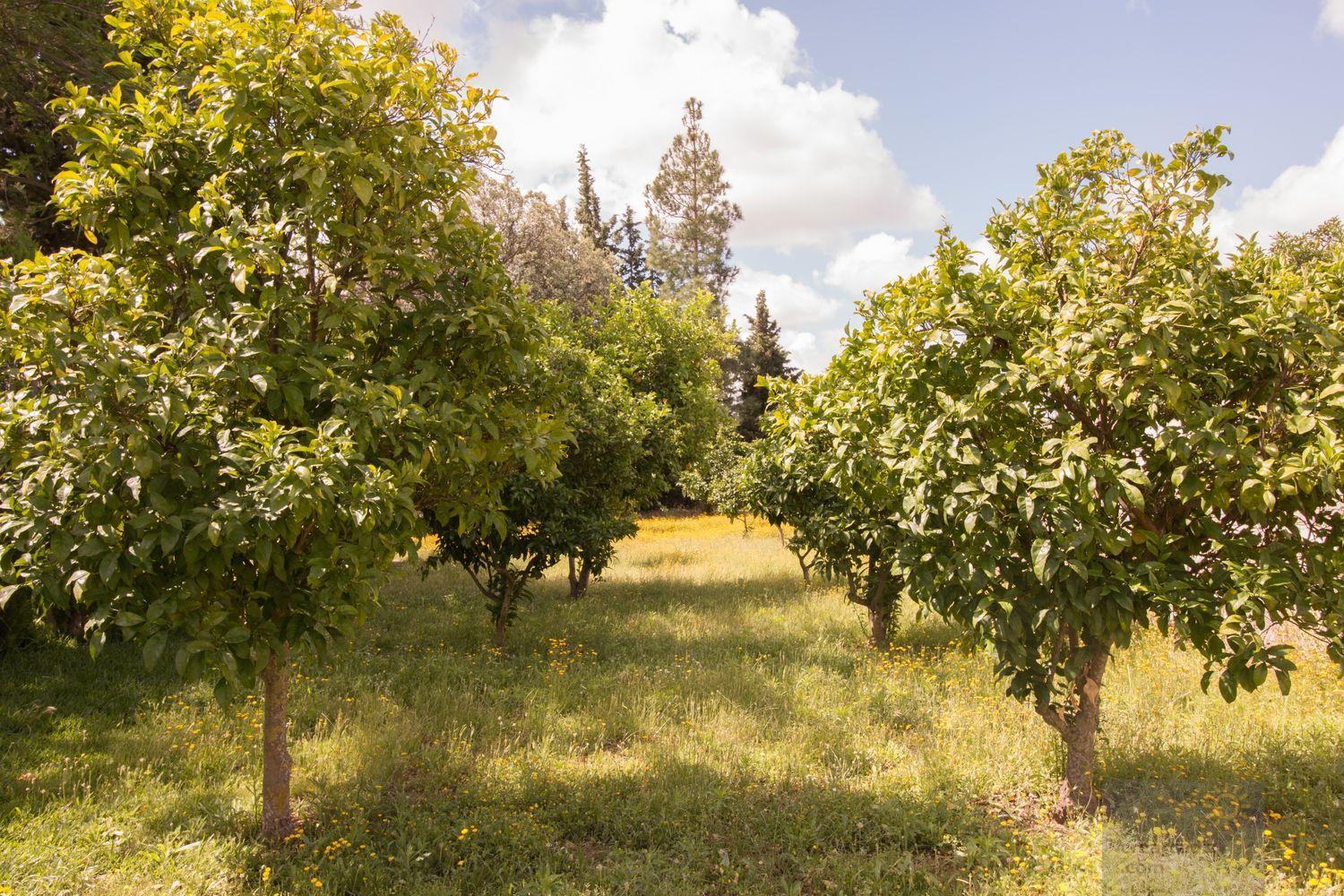 For sale of rural property in Morón de la Frontera