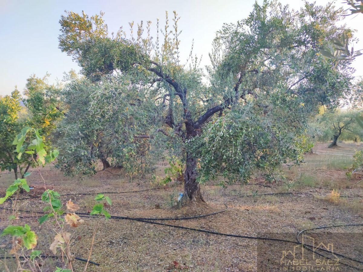 Venta de finca rústica en Malcocinado