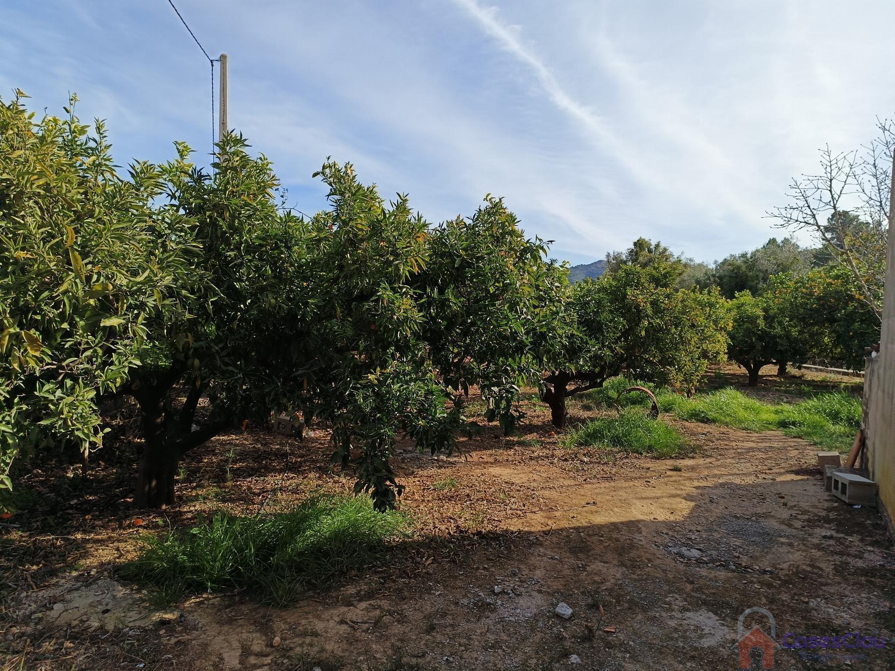 Venta de finca rústica en Borriol