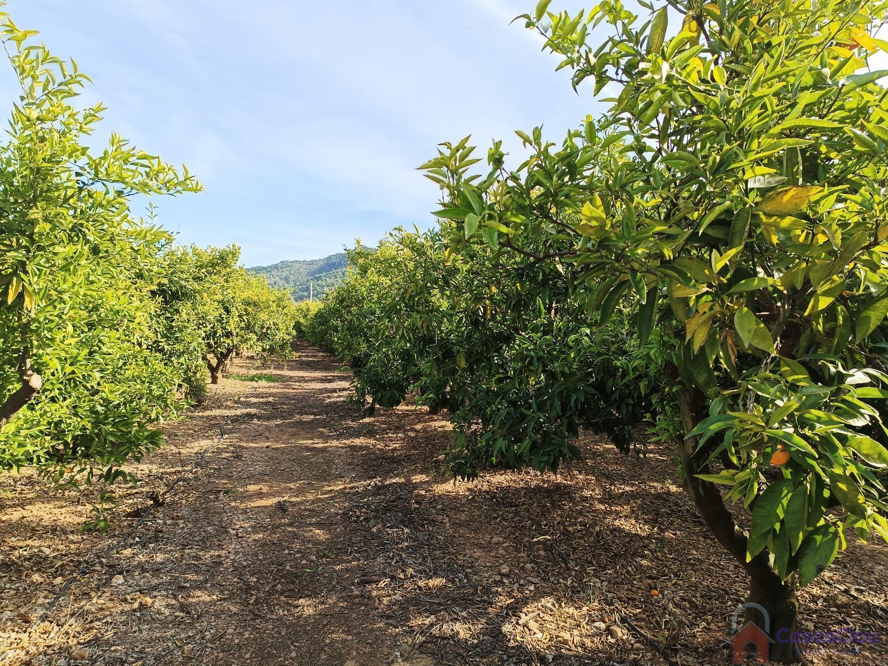 Venta de finca rústica en Borriol