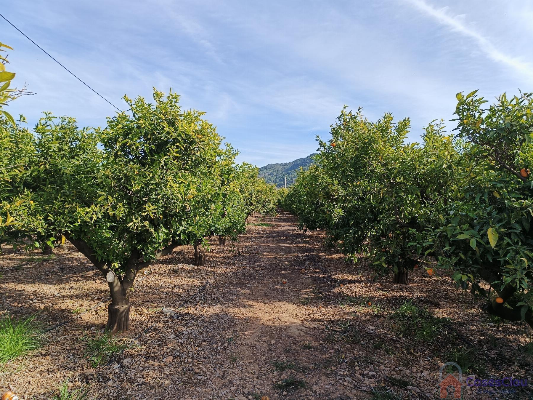 Venta de finca rústica en Borriol