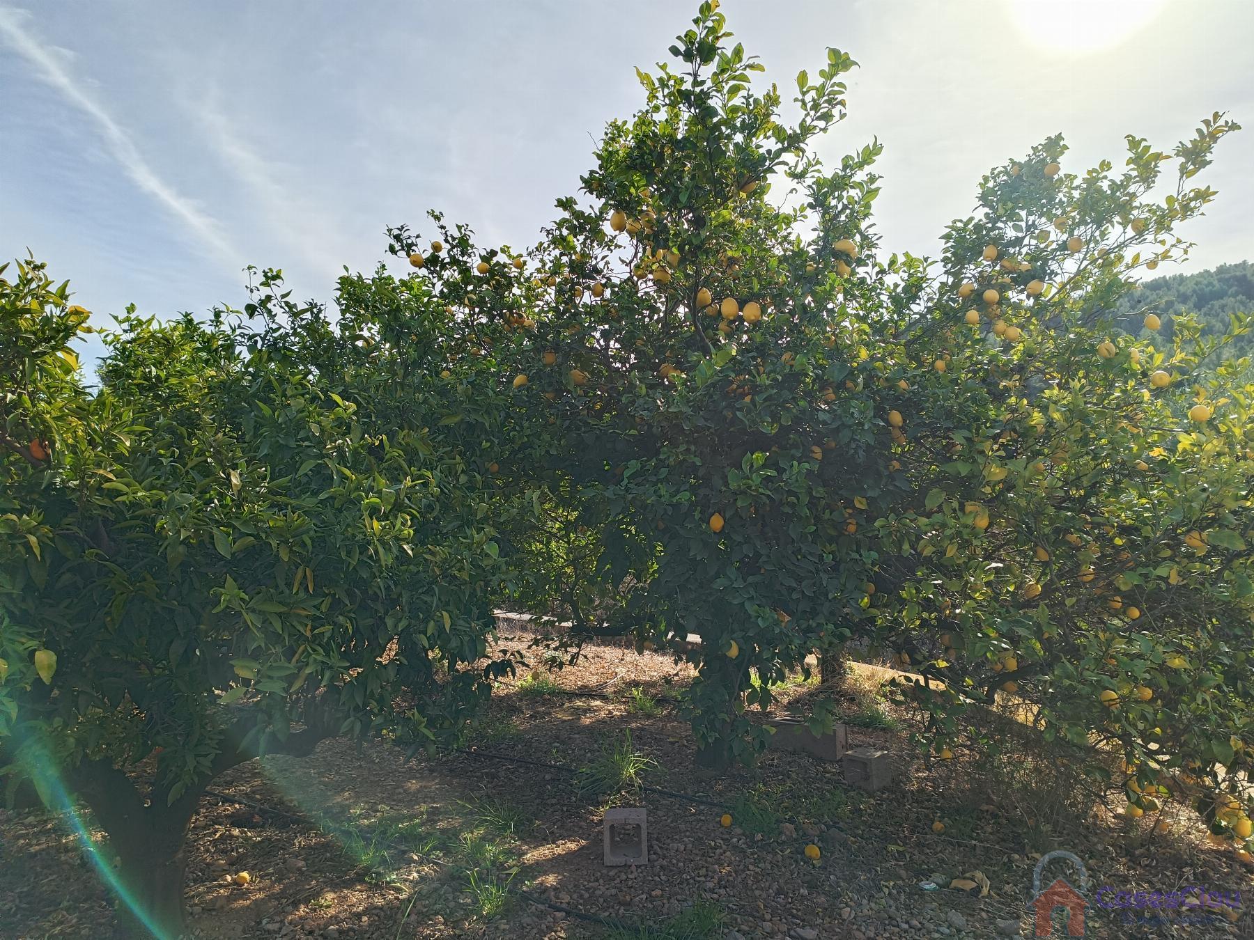 For sale of rural property in Borriol