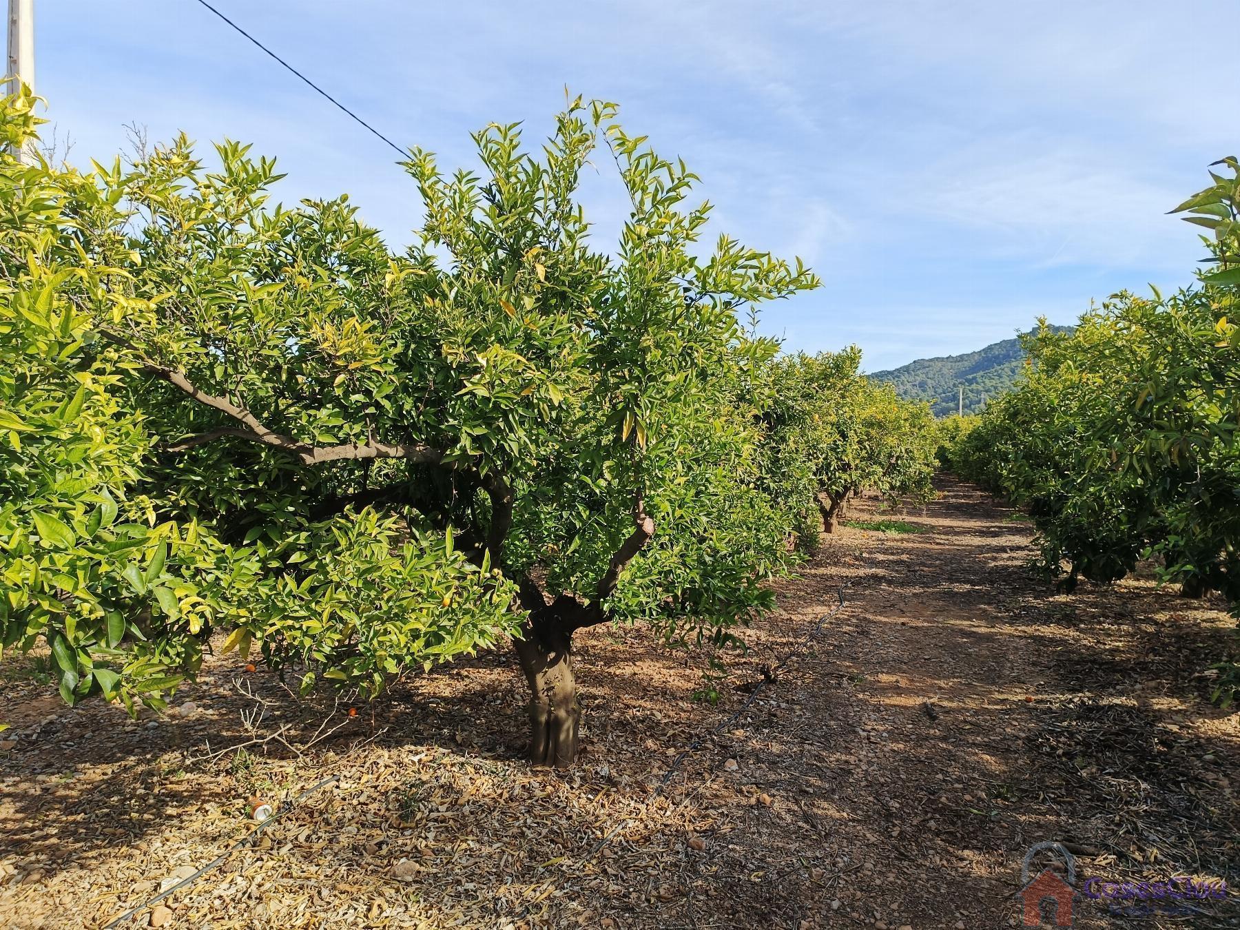 Venta de finca rústica en Borriol