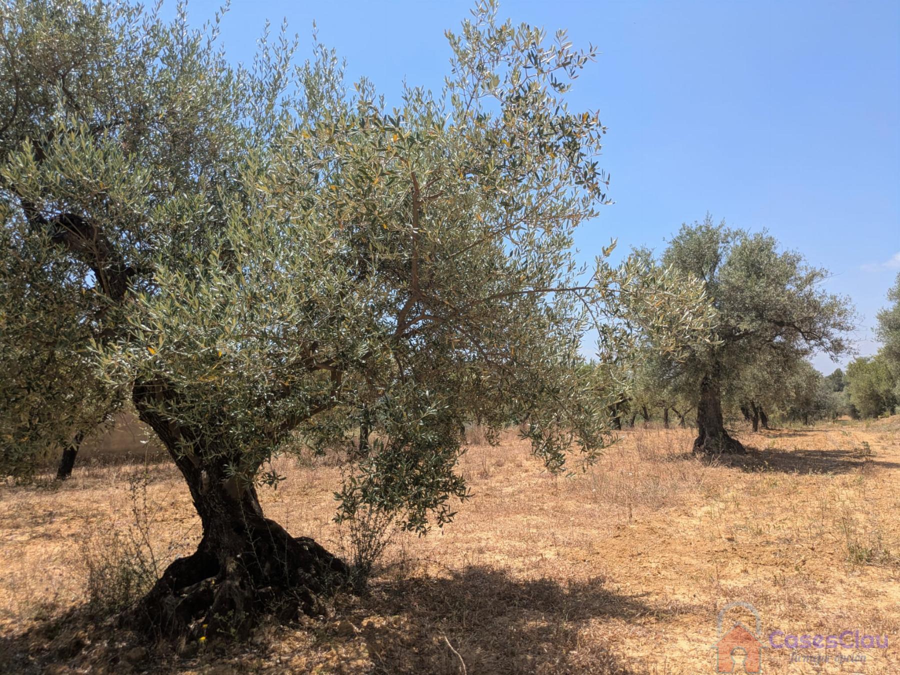 Venta de finca rústica en Vilanova d Alcolea
