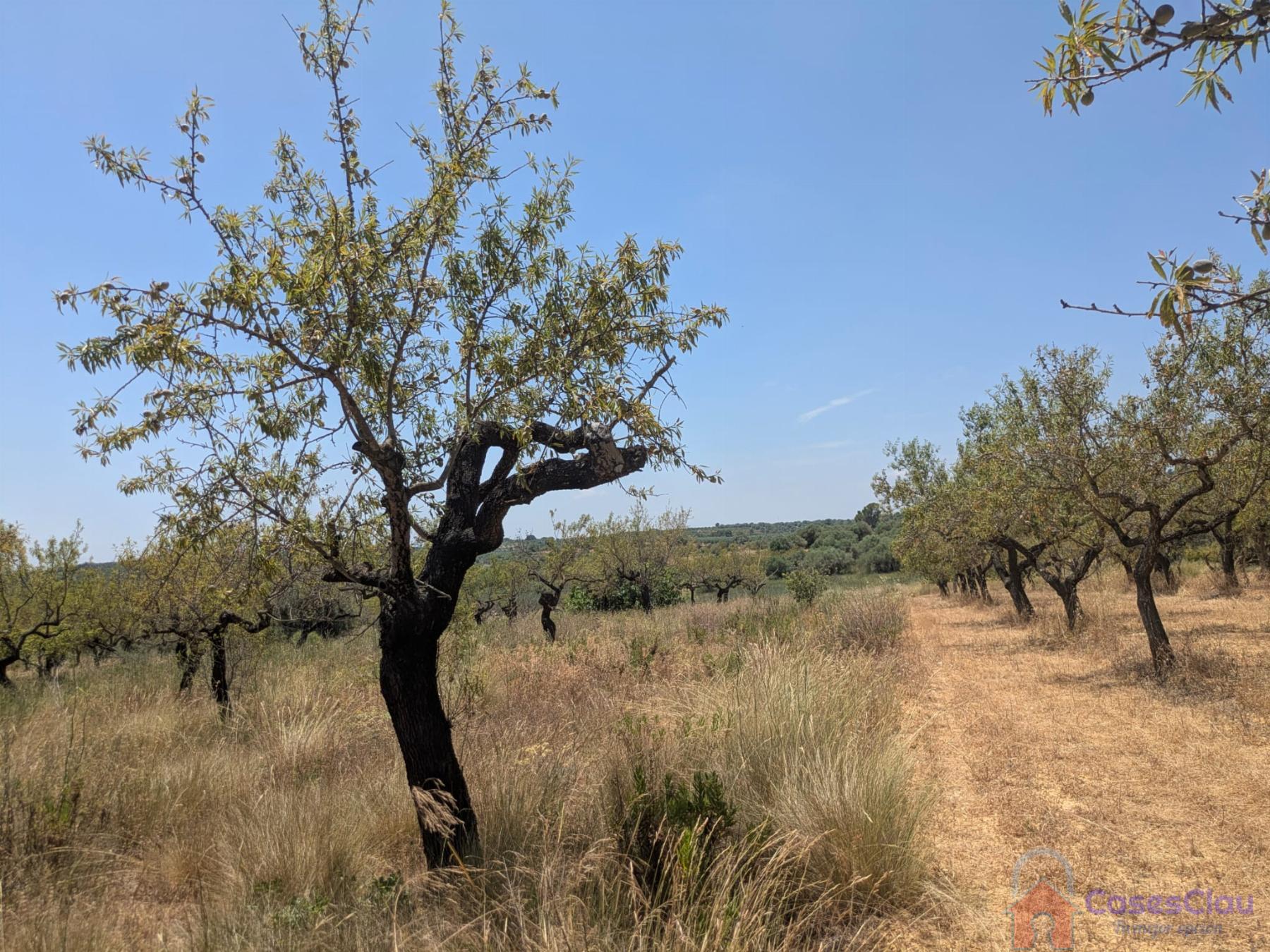 Venta de finca rústica en Vilanova d Alcolea