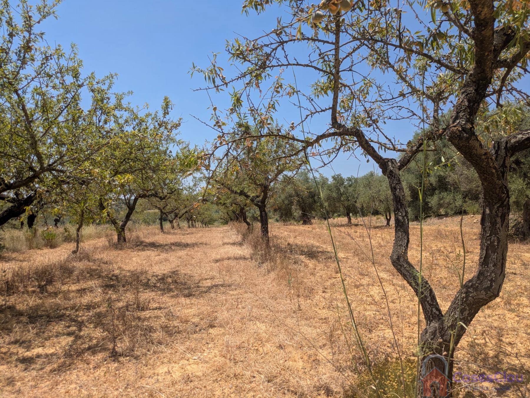 Venta de finca rústica en Vilanova d Alcolea