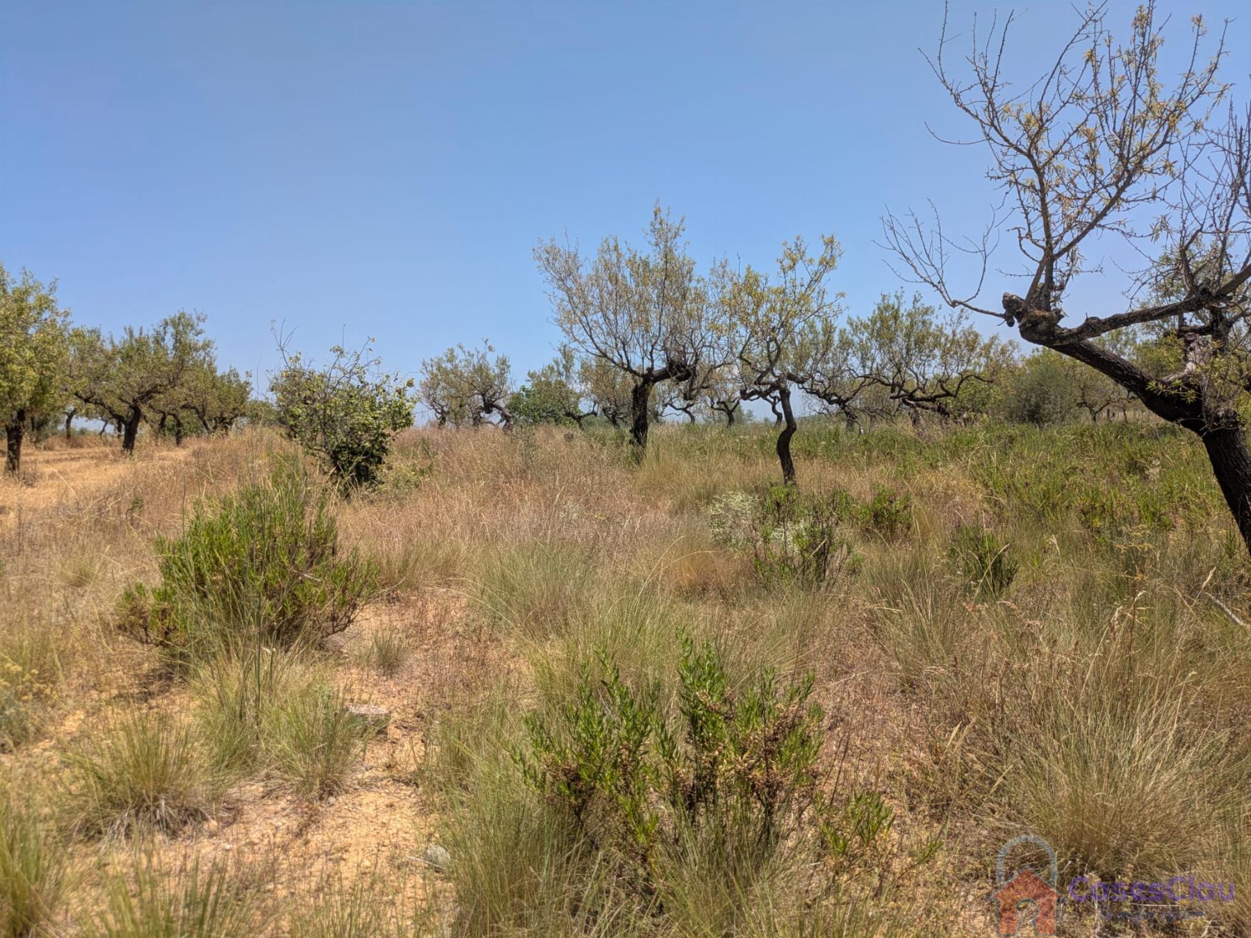 Venta de finca rústica en Vilanova d Alcolea