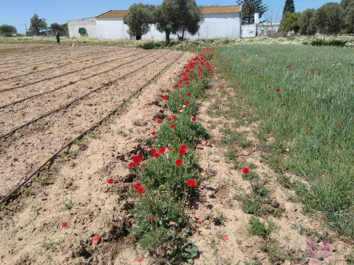 Venta de finca rústica en Puerto Real
