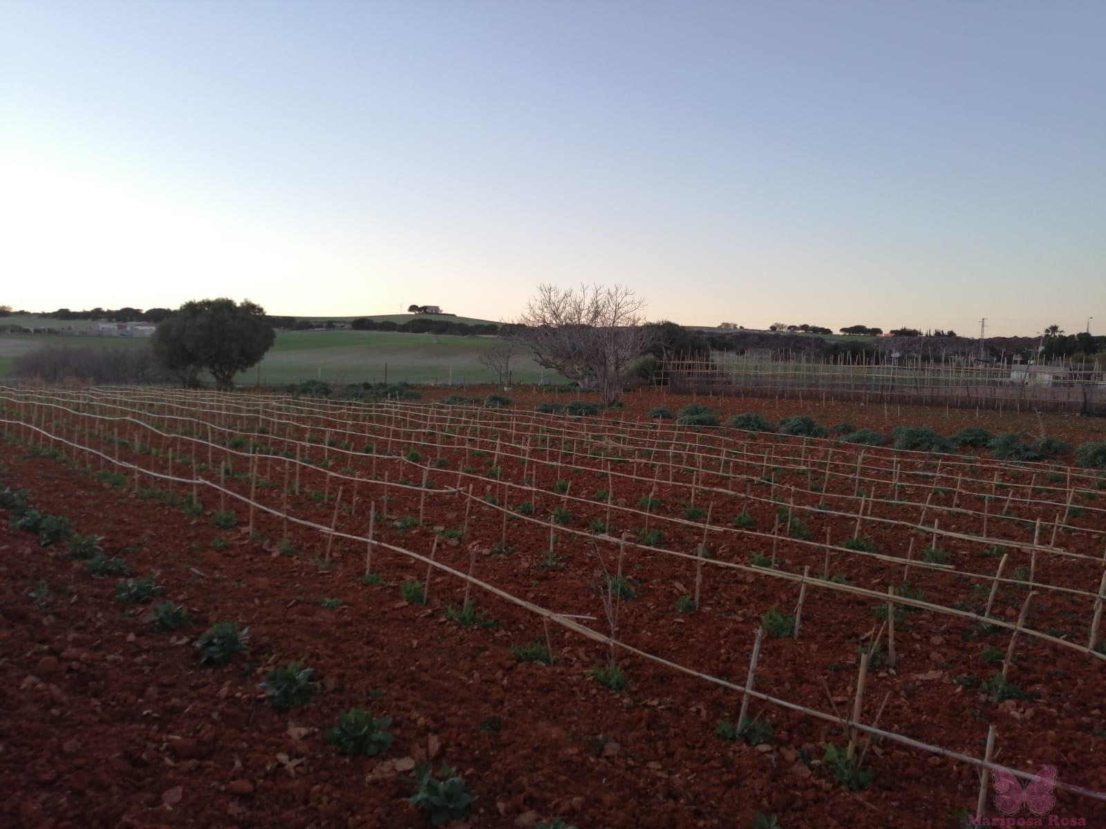 Venta de finca rústica en Chiclana de la Frontera