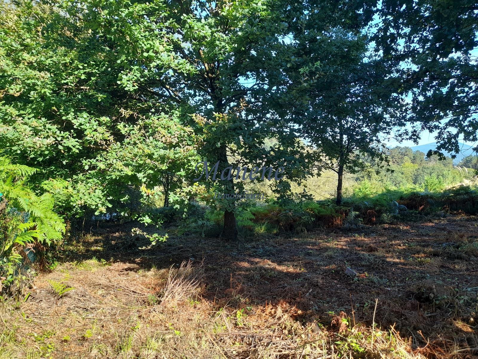 For sale of land in Mungia