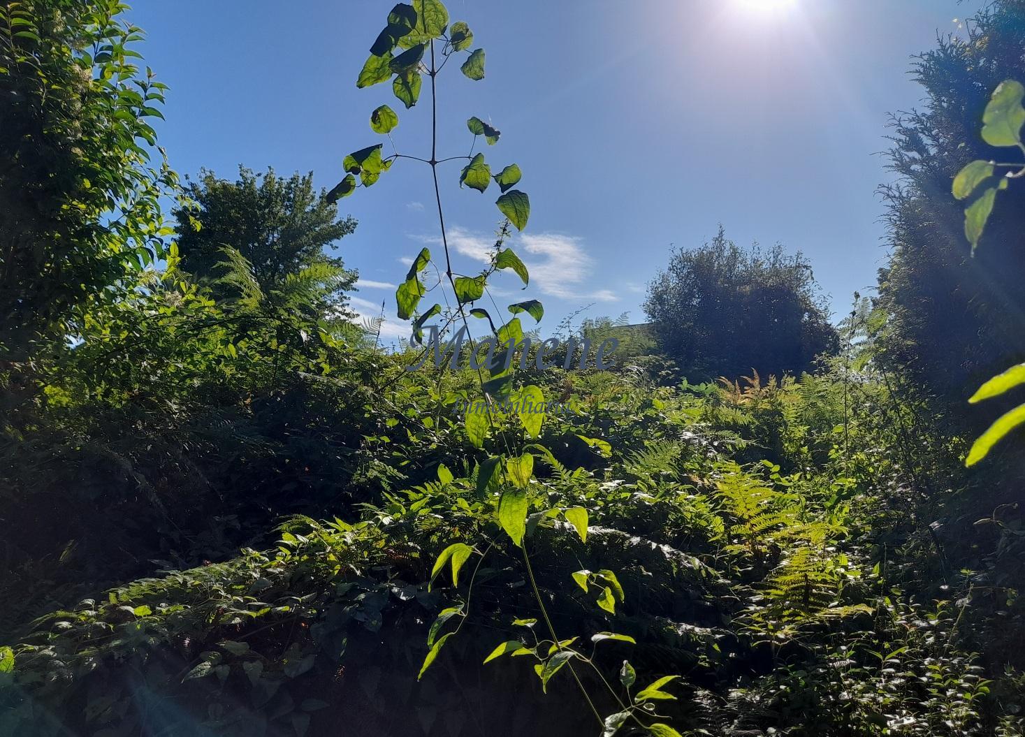 For sale of land in Mungia
