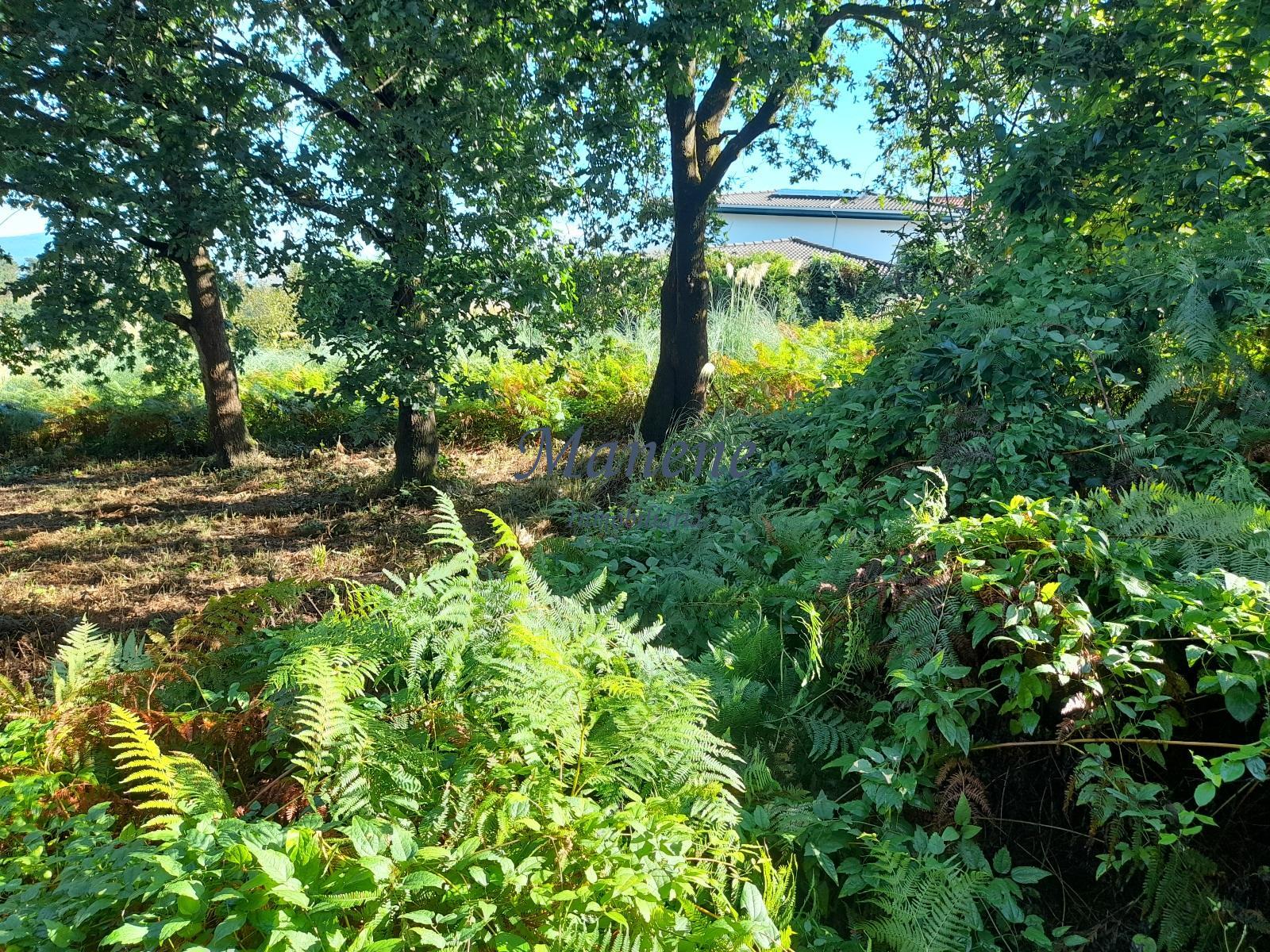 For sale of land in Mungia
