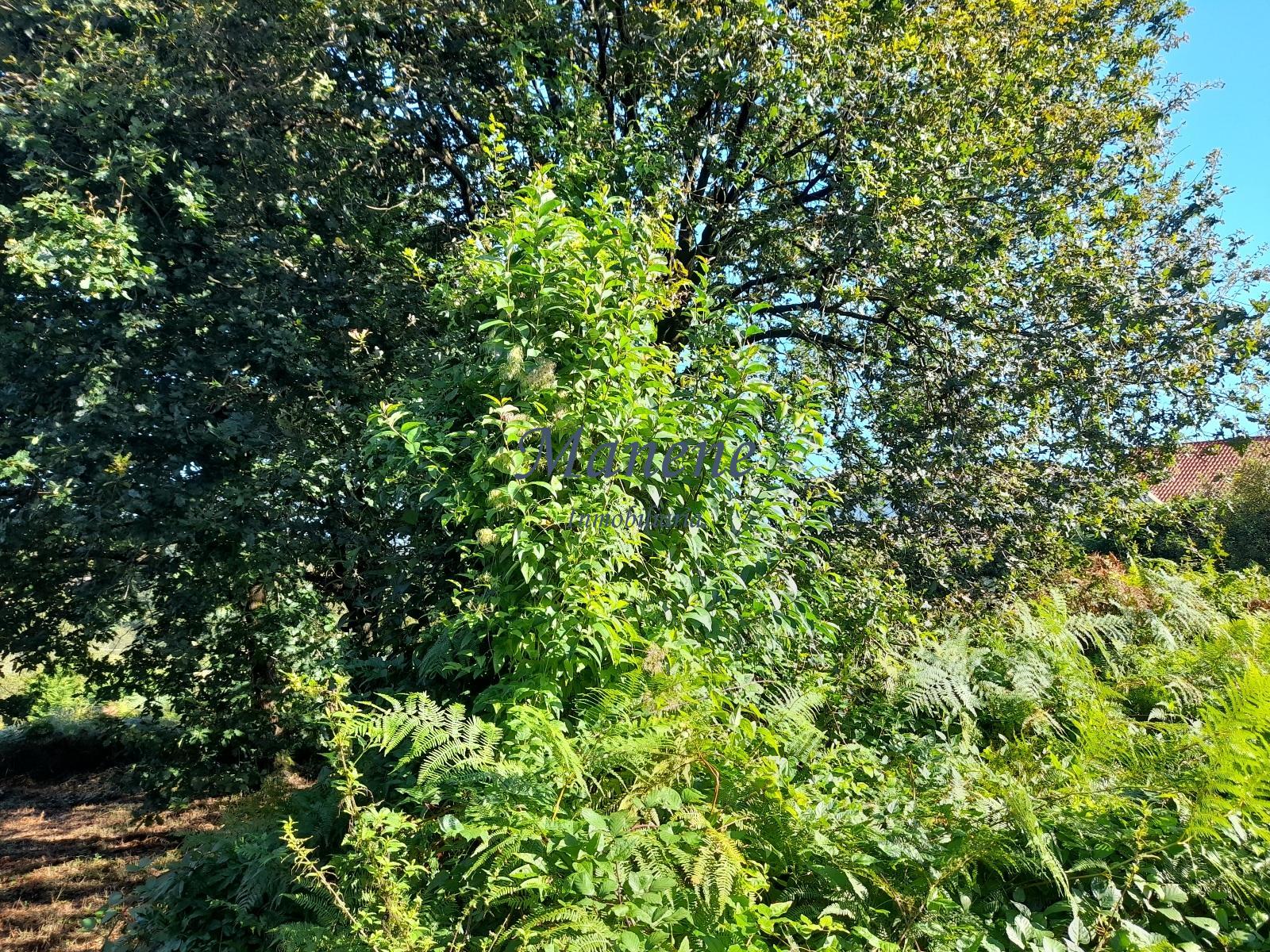 For sale of land in Mungia