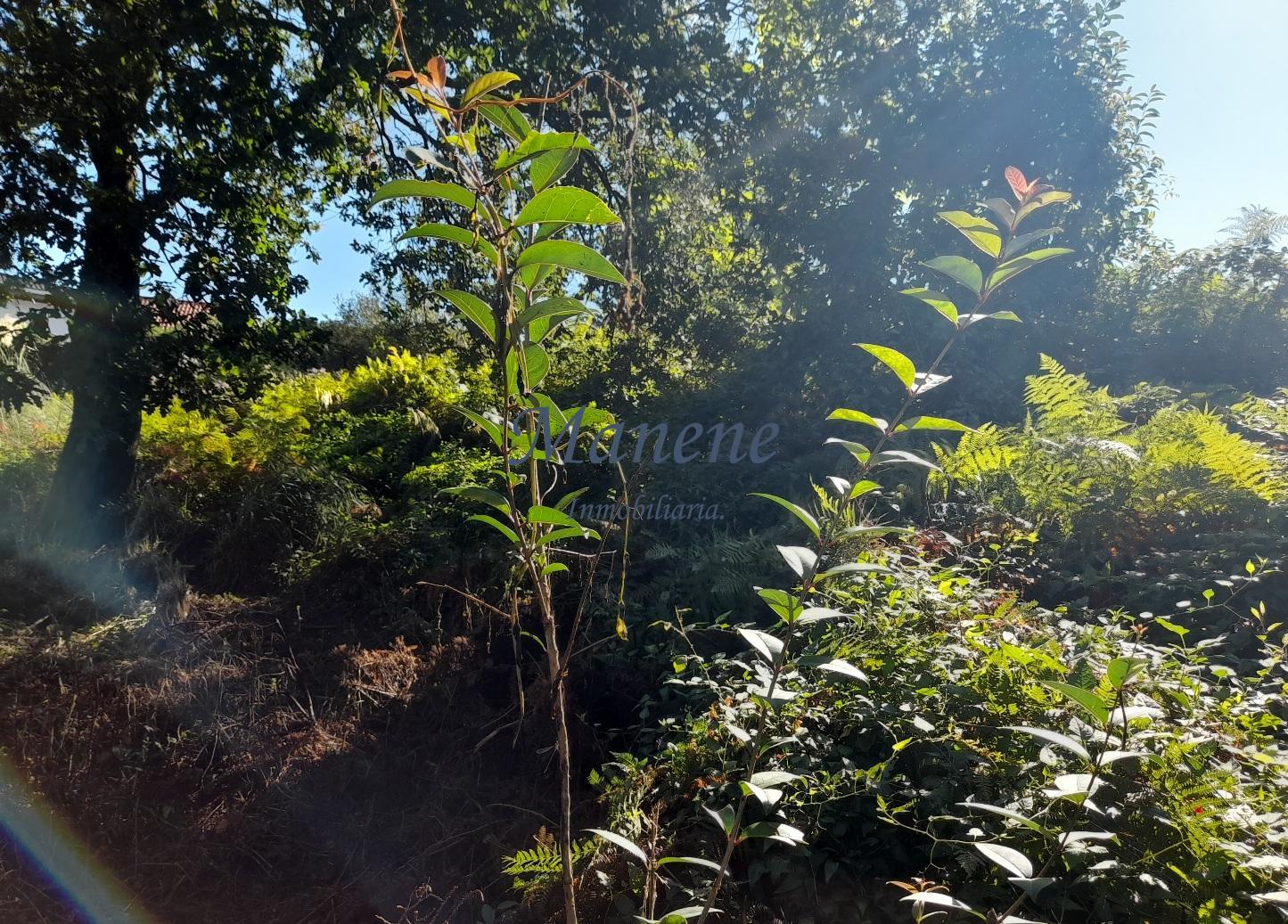 For sale of land in Mungia
