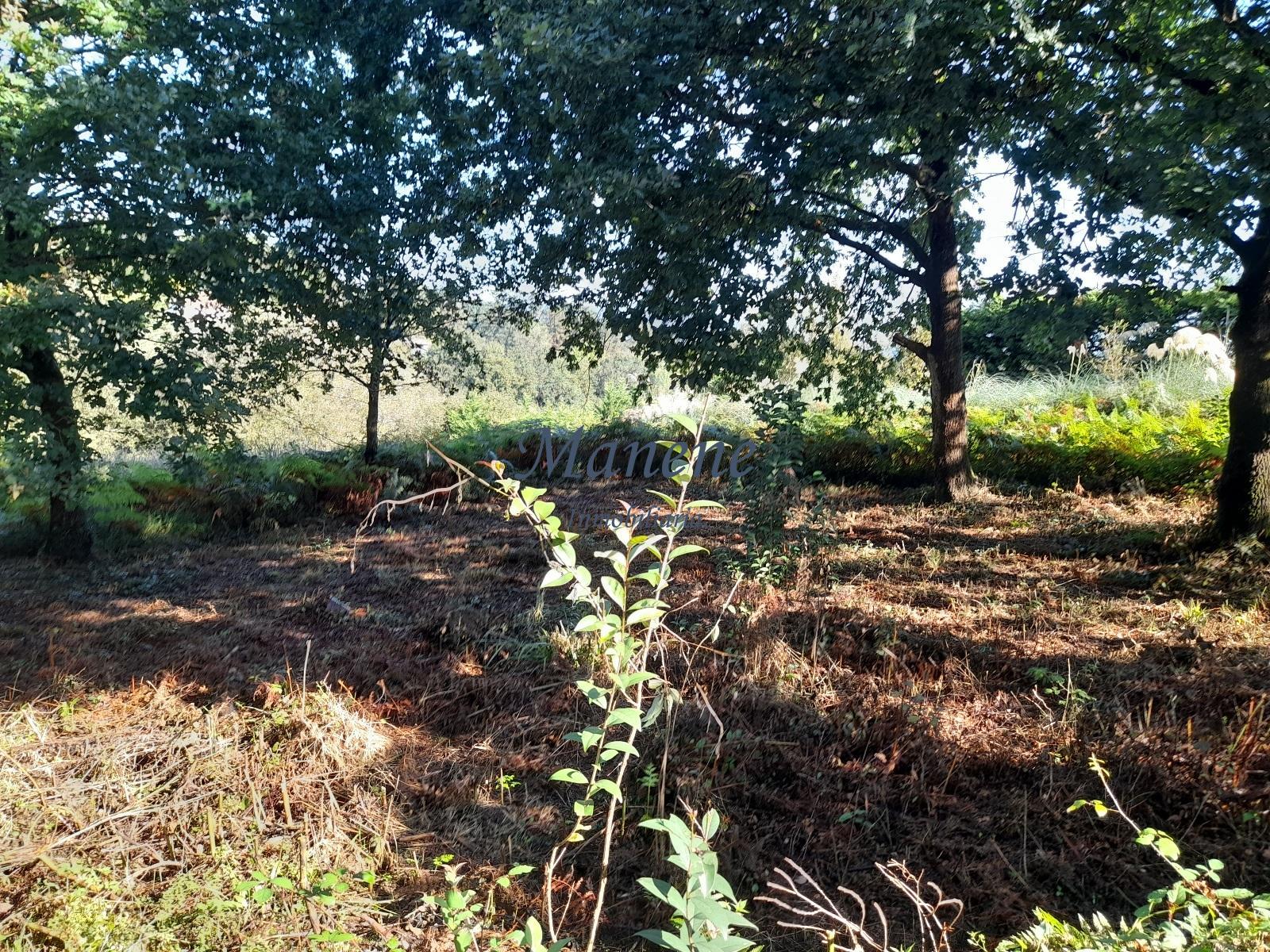 For sale of land in Mungia