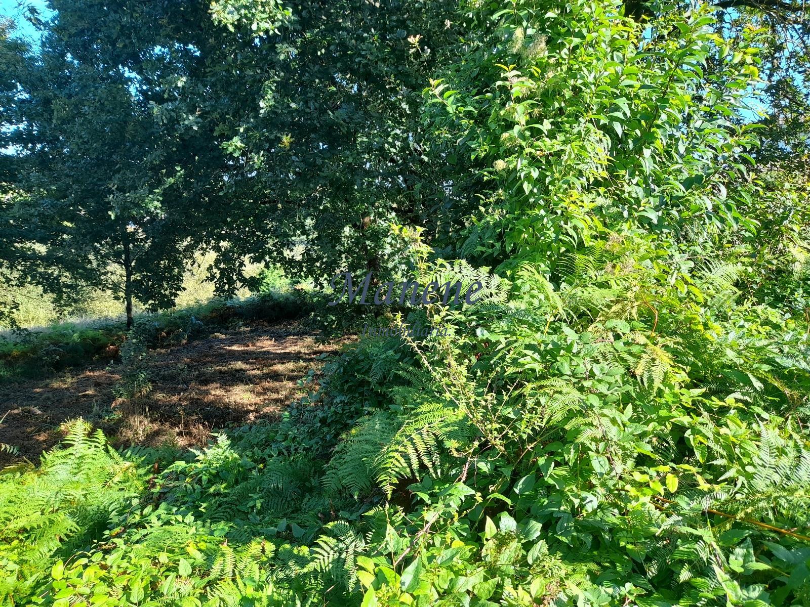 For sale of land in Mungia