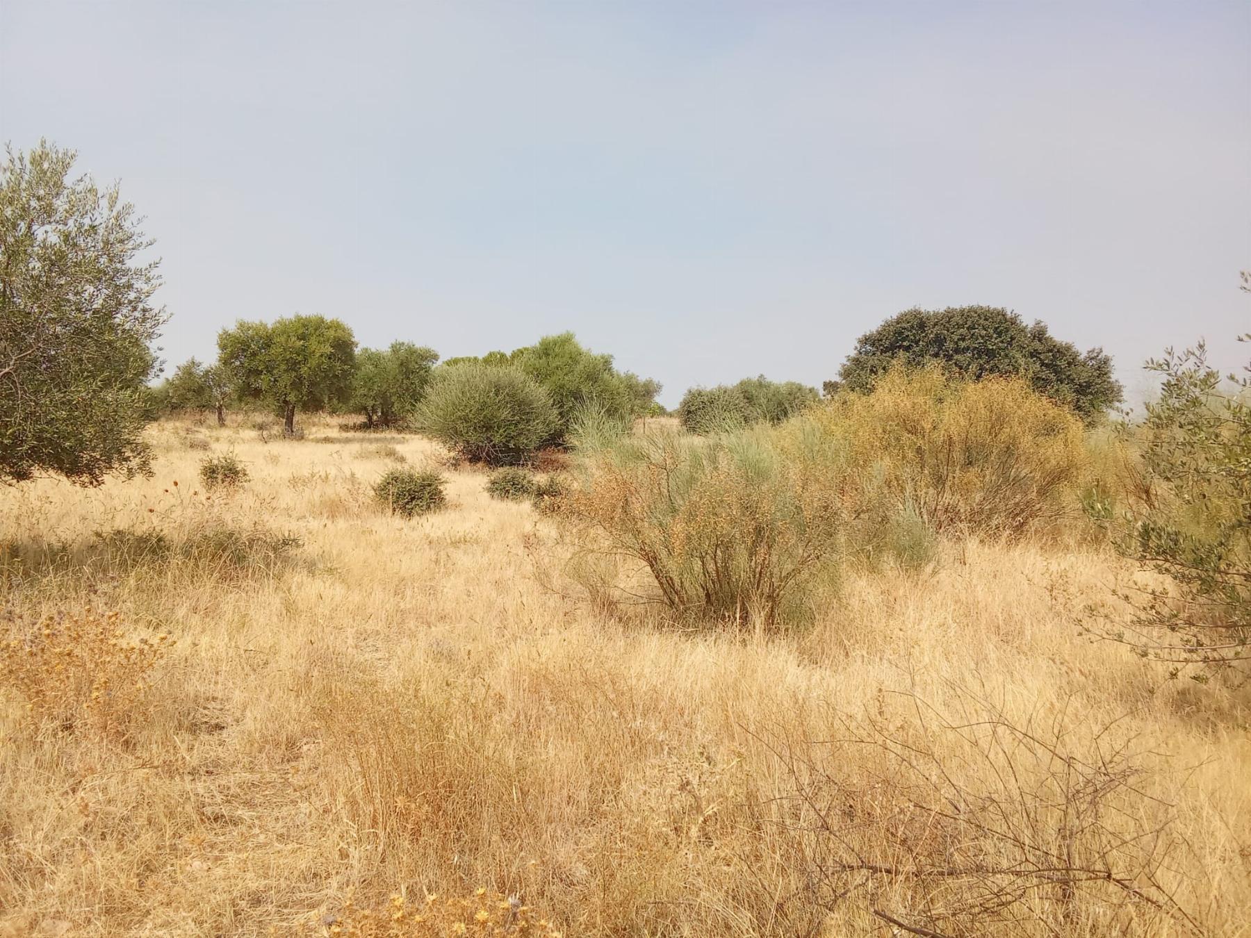 Venta de terreno en Mérida