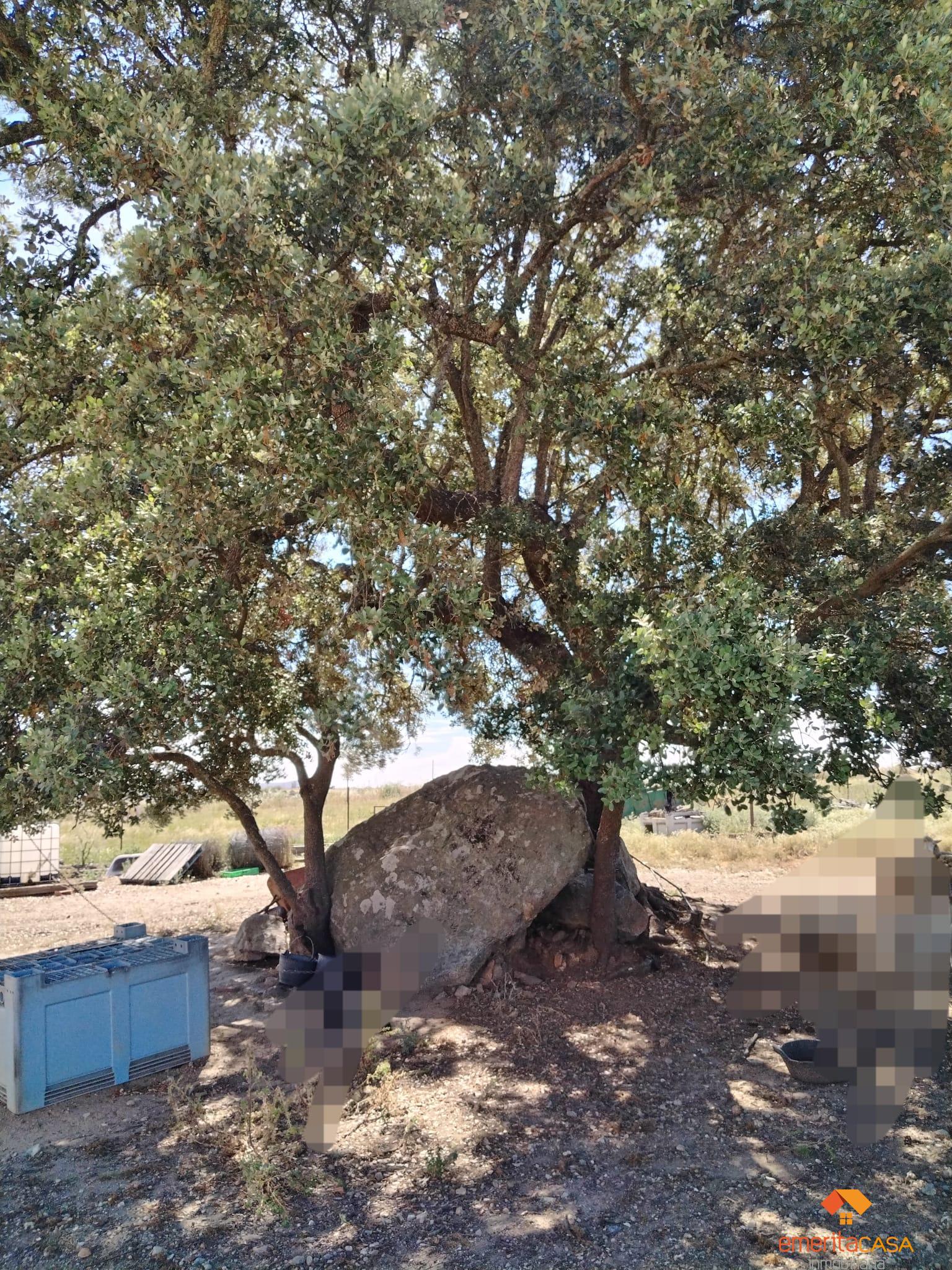 Venta de terreno en Aljucén