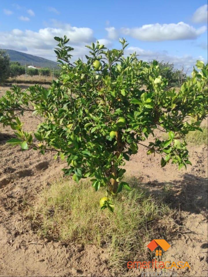 For sale of land in Mérida