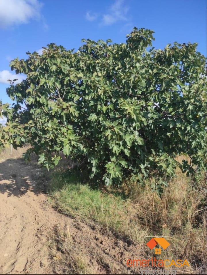 For sale of land in Mérida