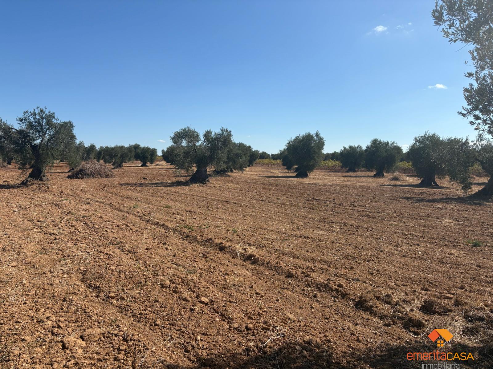 Venta de terreno en Almendralejo