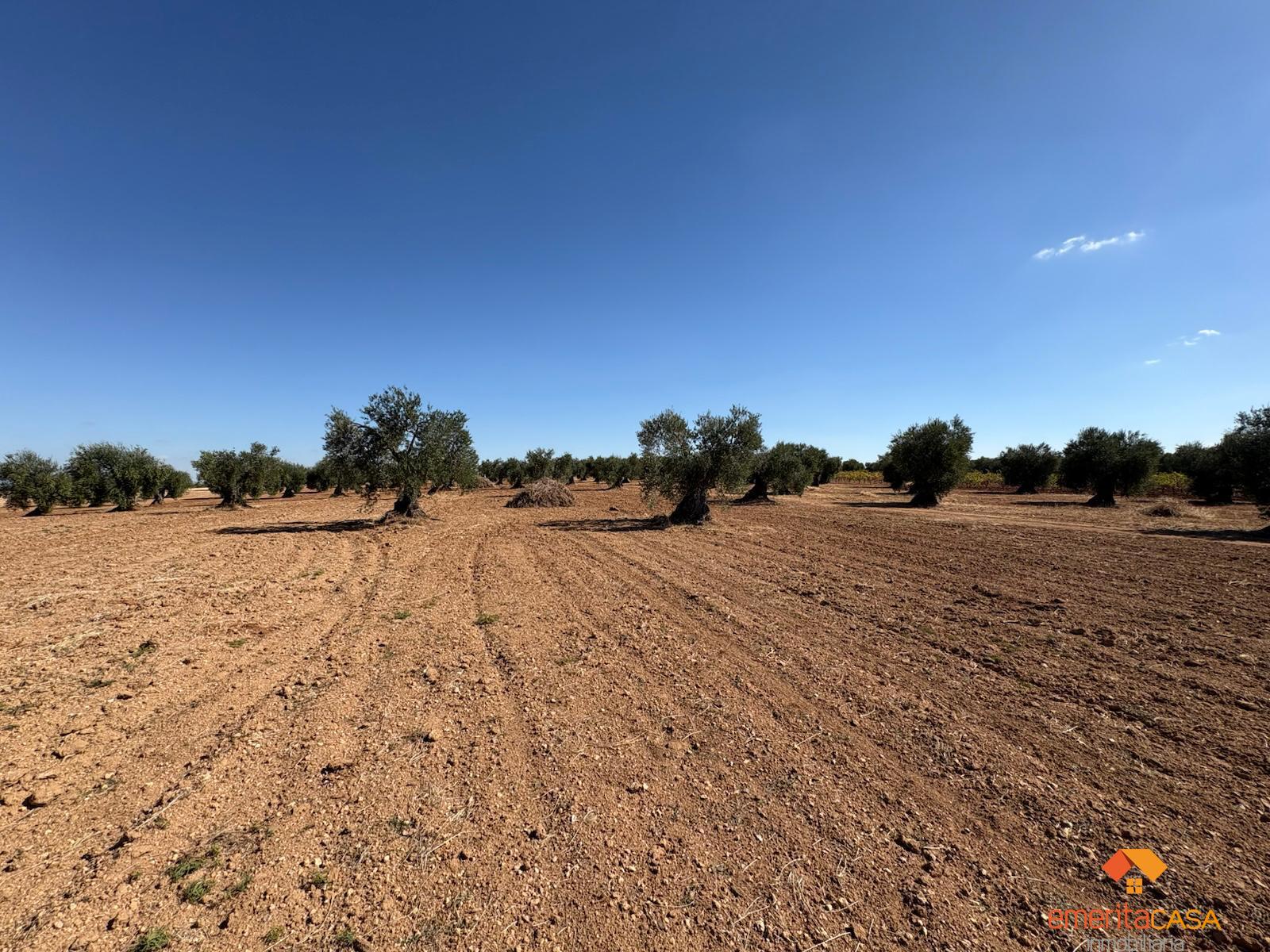 Venta de terreno en Almendralejo