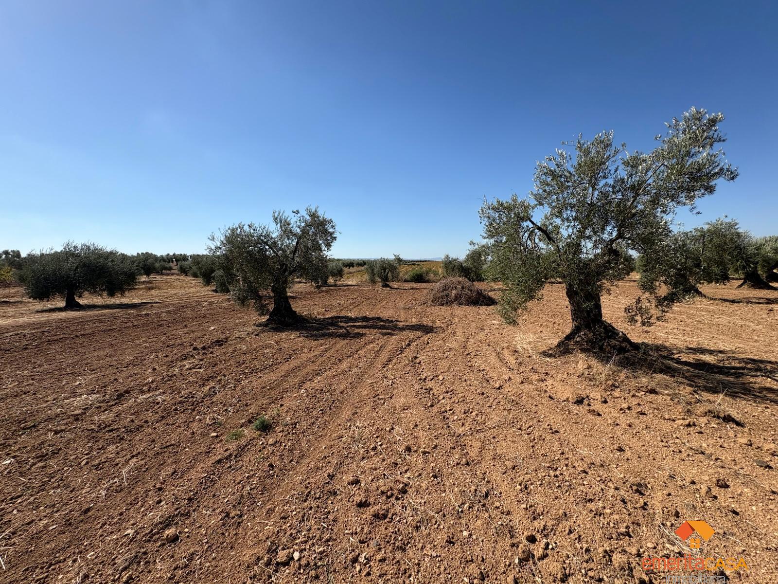 Venta de terreno en Almendralejo