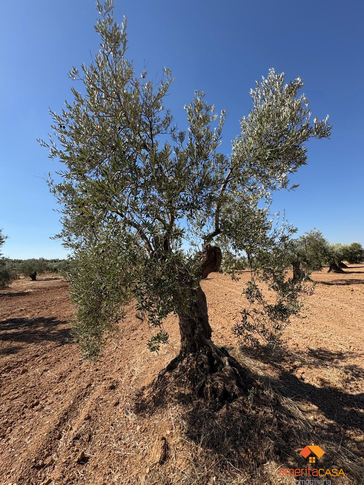 Venta de terreno en Almendralejo