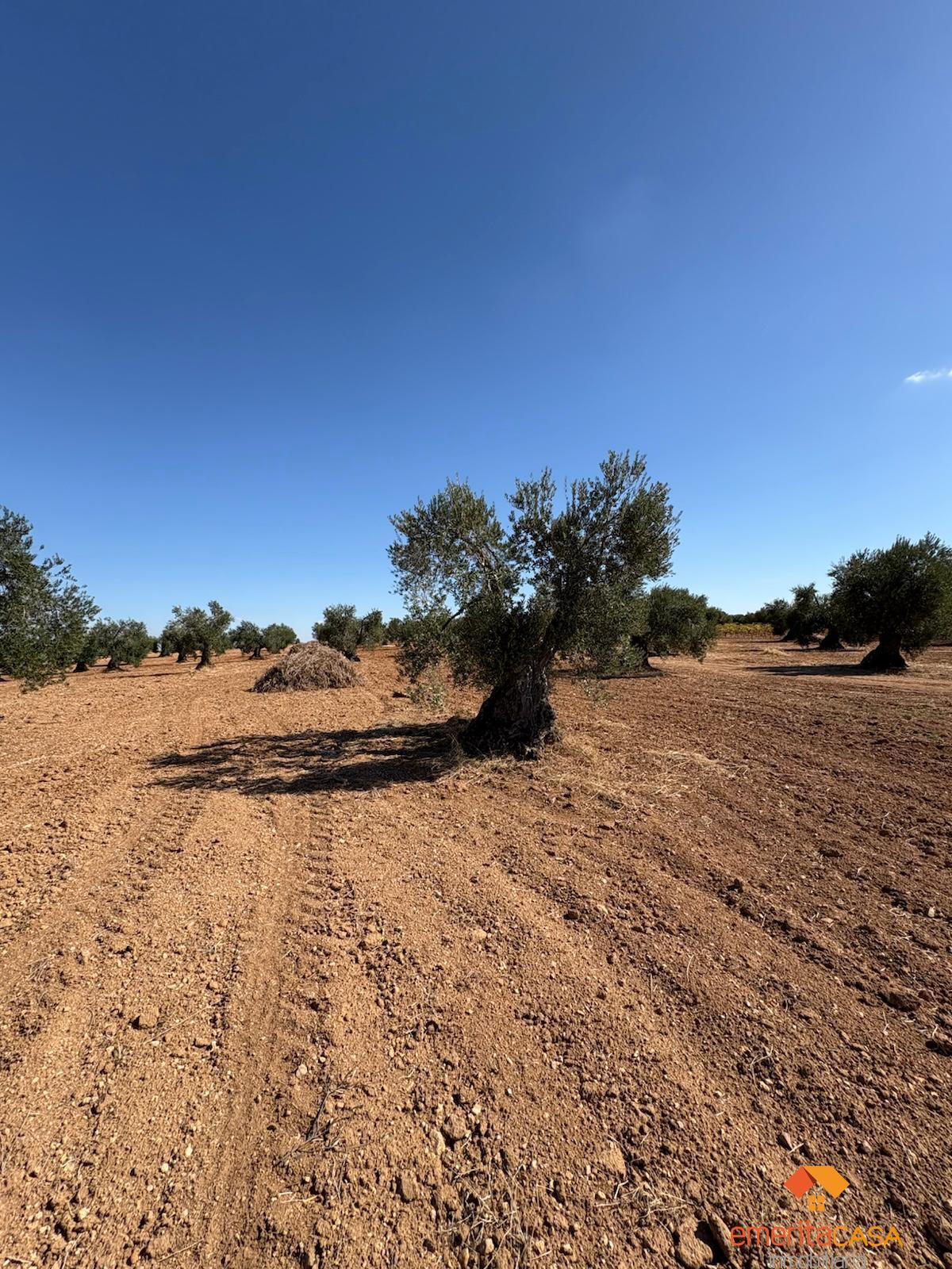 Venta de terreno en Almendralejo