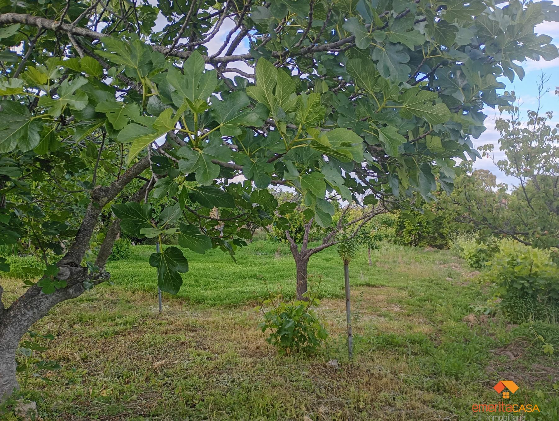 Venta de finca rústica en Cáceres