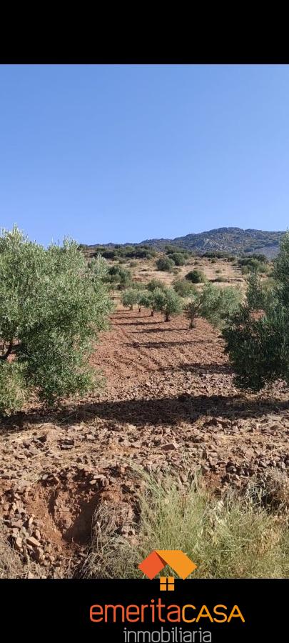 Venta de finca rústica en Alange